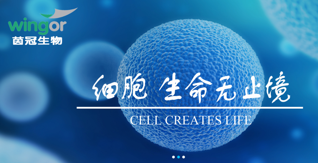 ★ NEWS ★ 近期，國內王福生院士的最新研究結果顯示，臍帶間充質幹細胞顯著改善失代償性肝硬化的肝功能及長期生存率。相關研究結果（預印本）在國際肝病學雜誌（Hepatology International）審議中。 共有219例患者納入研究，其中108名患者接受幹細胞治療，111名患者作爲對照組，並進行了長達75個月的隨訪。結果顯示，臍帶間充質幹細胞可以減輕肝素的氨基轉移，明顯改善肝臟功能，並且幹細胞治療組的總體生存率高於對照組。這一研究給間充質幹細胞治療肝硬化的安全性和有效性提供了新的證據。 01 王福生院士研究結果 研究方法：該研究納入291例失代償性肝硬化患者，分爲111人的對照組和108人的臍帶間充質幹細胞治療組，治療組每隔4周進行一次輸液，總計輸液三次。從2010年10月開始對所有患者進行持續7年的隨訪調查。 結果：治療組總生存率明顯高於對照組。從血清血蛋白、膽鹼酯酶和總膽紅素水平等指標來看，間充質幹細胞治療顯著改善了肝功能，且未觀察到明顯的副作用或治療相關併發症。 結論：間充質幹細胞治療不僅耐受性好，而且能顯著提高...