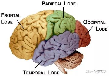 【深度解析】一文看懂脑机接口技术的现状与未来！