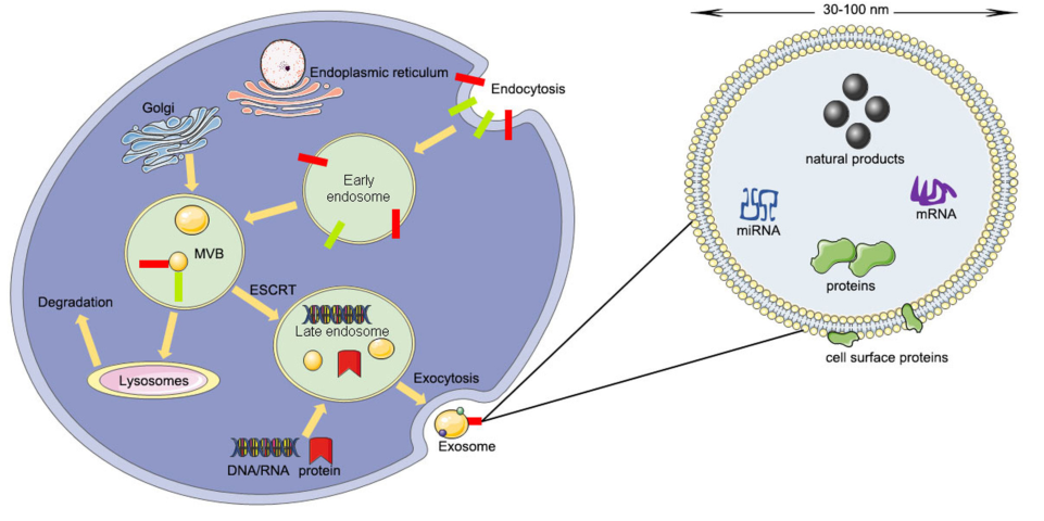 外泌体示意图图片