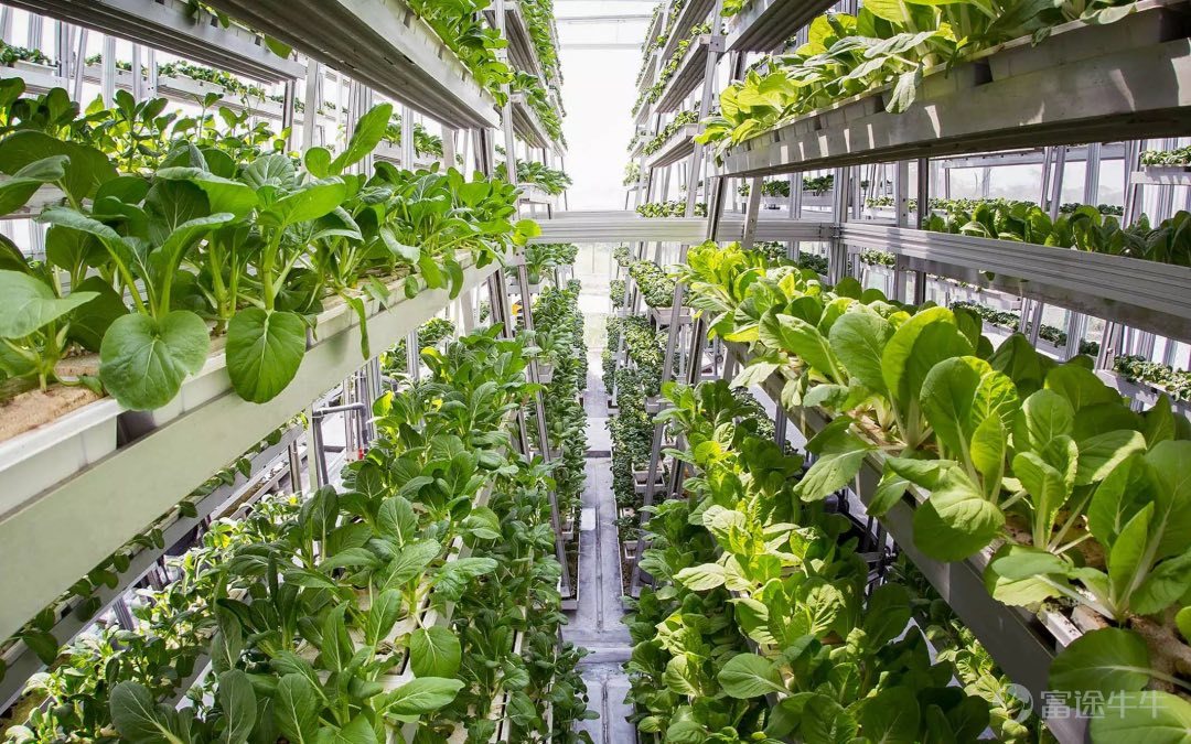 垂直農業,最早是由美國哥倫比亞大學教授迪克遜德斯帕米爾提出的,他希望在由玻璃和鋼筋組成的光線充足的建築物裏能夠出產人們所需的食物。這種建在垂直高樓建築物裏的農場,每一個佈滿LED燈的房間都種着西紅柿、黃瓜、西瓜等果蔬和糧食。這裏既不受天氣的影響,農作物始終都可以在最優的條件下生長,也不需要殺蟲劑和除草劑,沒有農業污染排放,甚至可以脫離對土壤的需求。元一智庫農研中心主任、農參總編輯鐵丁老師認爲,科學、綠色、新鮮的農產品,符合城市消費者的需求,城市相對高收入的消費群體也可以帶動垂直農業農產品快速打開銷路。據統計,2018年,垂直農業的市場價值約爲23億美元。而投融資總額則從2016年的6000萬美元增長到2018年的4.14億美元。隨着市場擴大,垂直農業相關的企業市值也在飛速上漲,2019年6月,德國便攜式垂直農場創業公司Infarm籌集了1億美元;2018年Bowery B輪融資,獲得9000萬美元的資金支持;2017年Plenty獲得2億美元的B輪融資...... 作爲一種新興的農業模式,垂直農業給農業生產帶來巨...