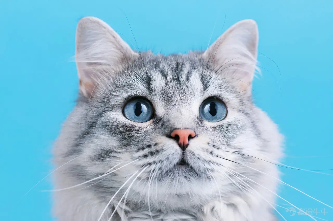 On July 8, an investigative report by Beijing Business Today thrust two domestic cat food brands—Pure&Natural and Frekat—into the spotlight. According to the report, cat owners across multiple regions nationwide reported that their pets suddenly developed hind limb weakness and difficulty walking, with severe cases resulting in complete paralysis—forcing cats to drag themselves using only their front limbs—despite having no external injuries or clear prior medical history. Symptoms reportedly improved gradually after switching cat food brands. The report cited consumer-collected data indicating that among over 1,000 affected cats, approximately 65.58% had been fed Pure&Natural, while another 24.6% had consumed Frekat. Following the report’s publication, widespread attention ensued, propelling the topic onto Weibo’s trending list, prompting swift public statements from the brands involved. On July 9, Pure&Natural issued a statement saying that since becoming aware of consumer feedback, it had formed a dedicated task force to continuously collect, organize, and follow up on relevant information, and had conducted multiple rounds of testing and verification on retained product samples. To date, all test results complied with national pet feed regulations and product quality standards. Relevant departments under China’s Ministry of Agriculture and Rural Affairs have also initiated sampling inspections and verification procedures for the products, finding no safety issues thus far. Image source: Pure&Natural As of July 13, Fregat had not issued any public response on the matter. A reporter from Time Weekly contacted the customer service team of its Tmall flagship store posing as a consumer, and was told, 'Currently, this data lacks formal peer review and authoritative medical experimental validation, so its reference value is limited, especially regarding cats...'