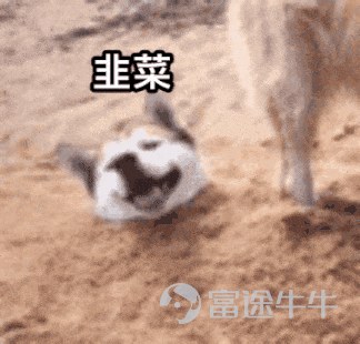 韭菜專家說故事:比特猴 與 猴村債券