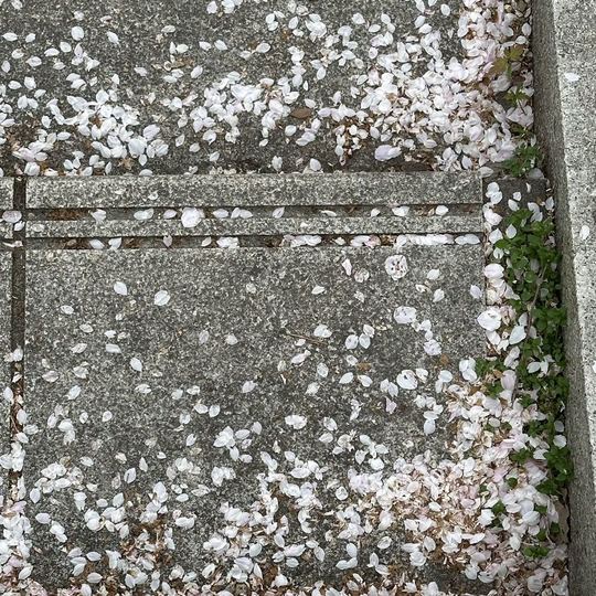 花季不停——日股隨筆